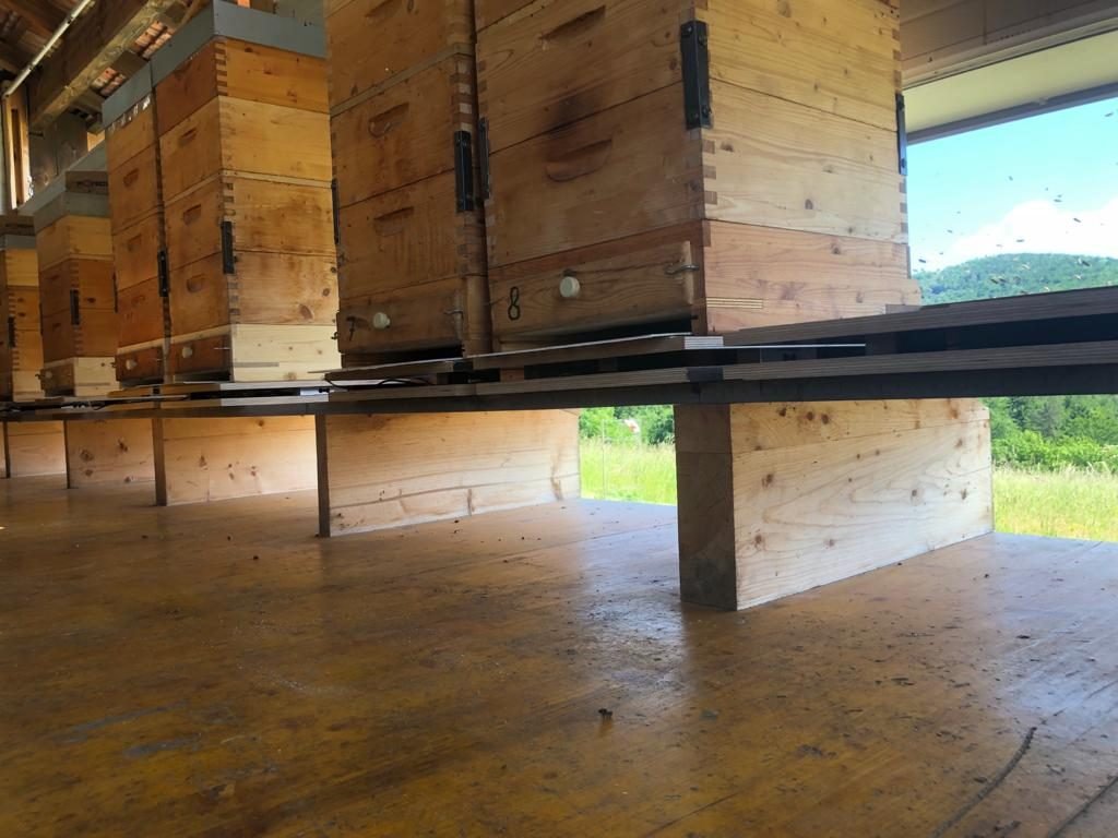 Reihe von Bienenstöcken im Bienenhaus mit Blick nach draußen